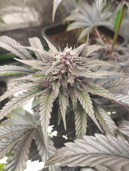 Fruit Tartare - SSSC. Week 10