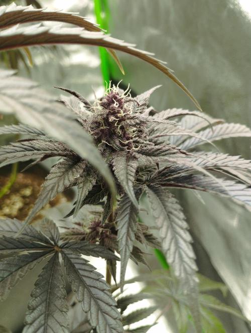 Fruit Tartare - SSSC. Week 10