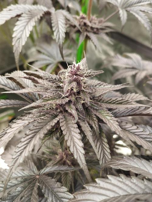 Fruit Tartare - SSSC. Week 10