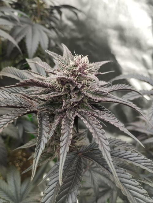 Fruit Tartare - SSSC. Week 10