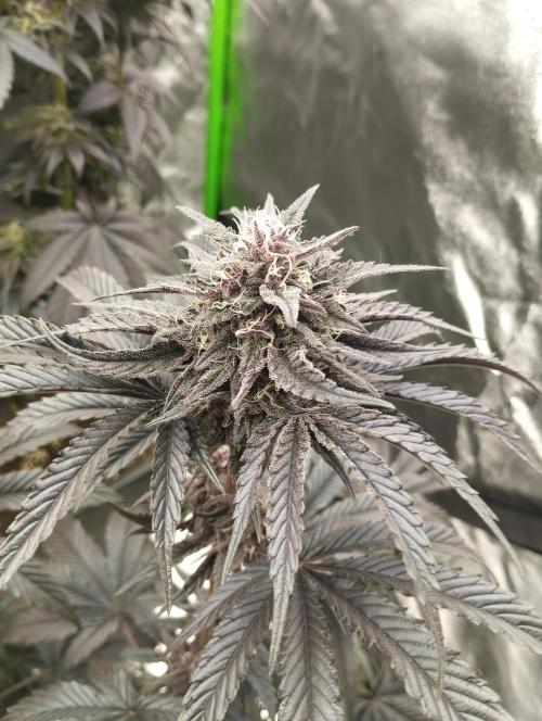 Fruit Tartare - SSSC. Week 10