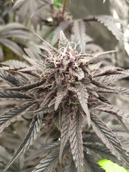 Fruit Tartare - SSSC. Week 10