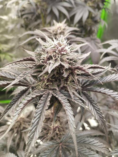 Fruit Tartare - SSSC. Week 10