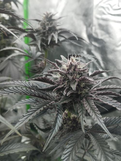 Fruit Tartare - SSSC. Week 10