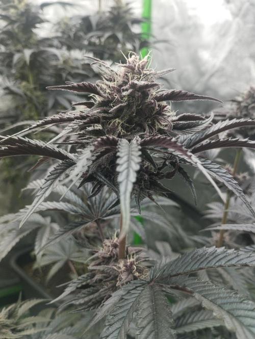 Fruit Tartare - SSSC. Week 10