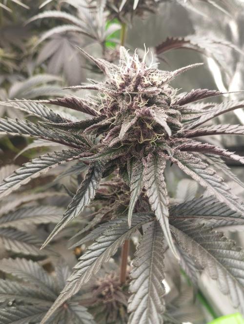 Fruit Tartare - SSSC. Week 10