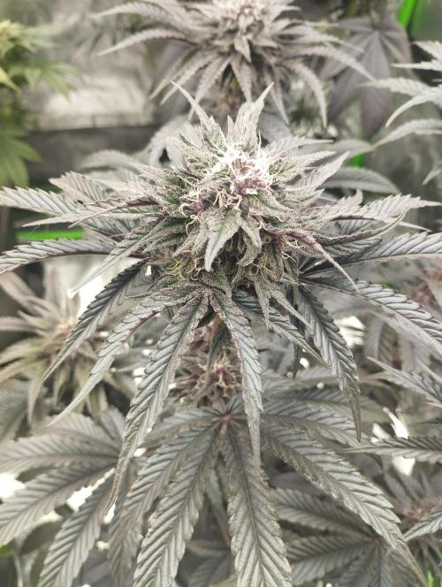 Fruit Tartare - SSSC. Week 10