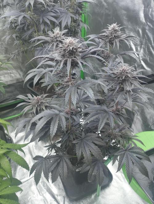 Fruit Tartare - SSSC. Week 10