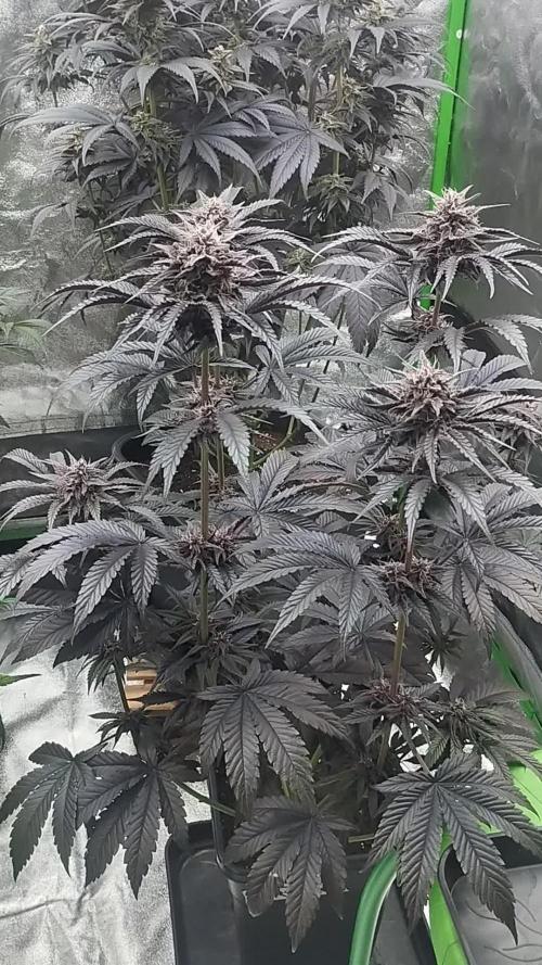 Fruit Tartare - SSSC