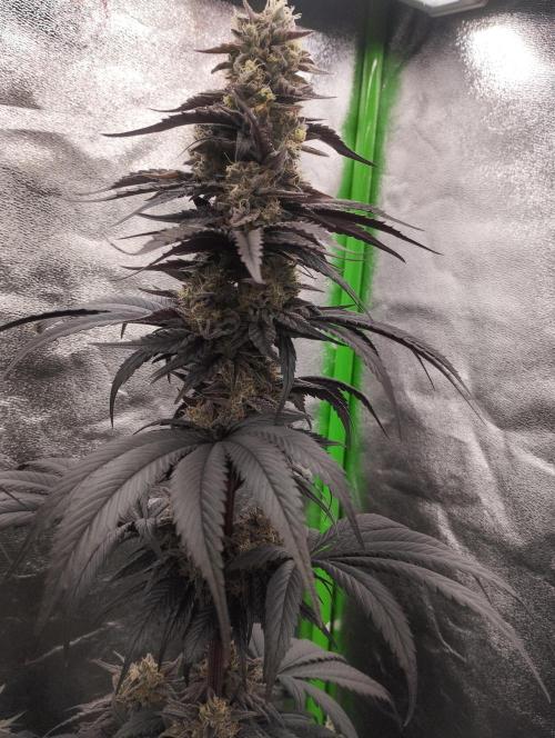 Bruce Lemon Diesel - SSSC. Week 11