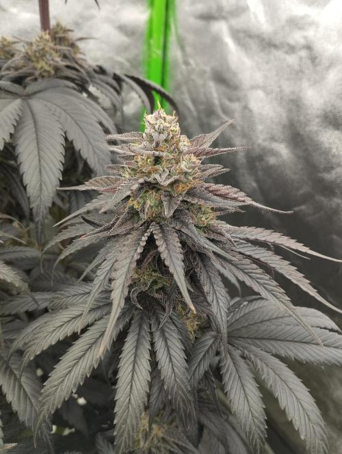 Bruce Lemon Diesel - SSSC. Week 11