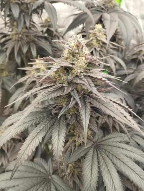 Bruce Lemon Diesel - SSSC. Week 11