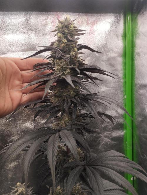 Bruce Lemon Diesel - SSSC. Week 11