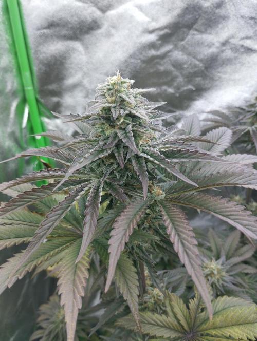 Bruce Lemon Diesel - SSSC. Week 11