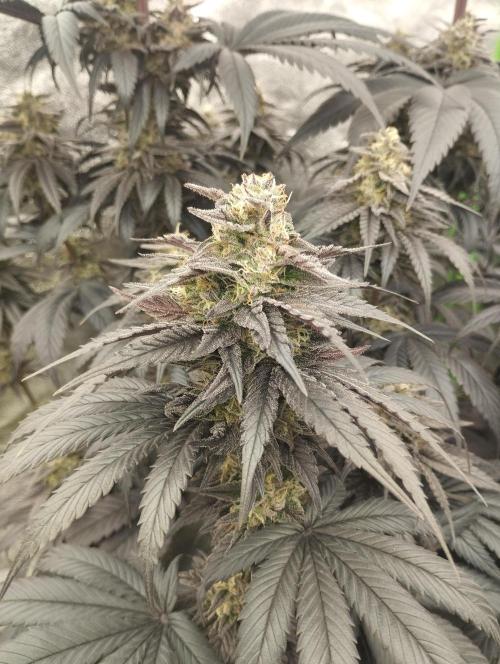 Bruce Lemon Diesel - SSSC. Week 11