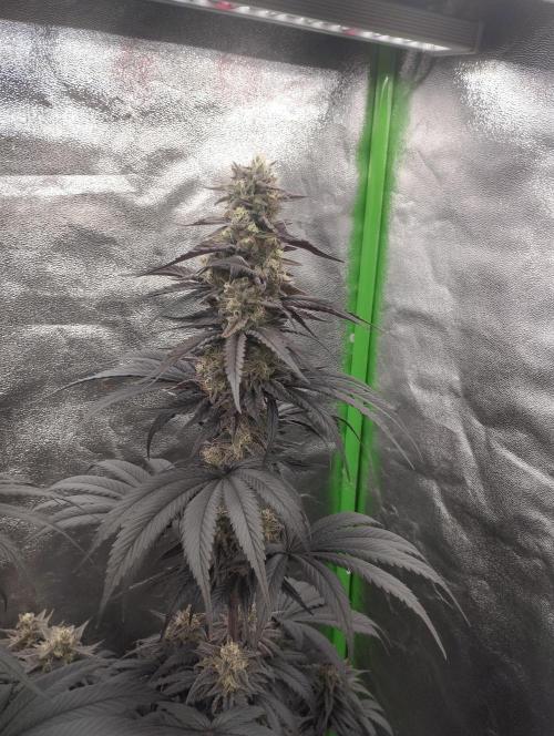 Bruce Lemon Diesel - SSSC. Week 11