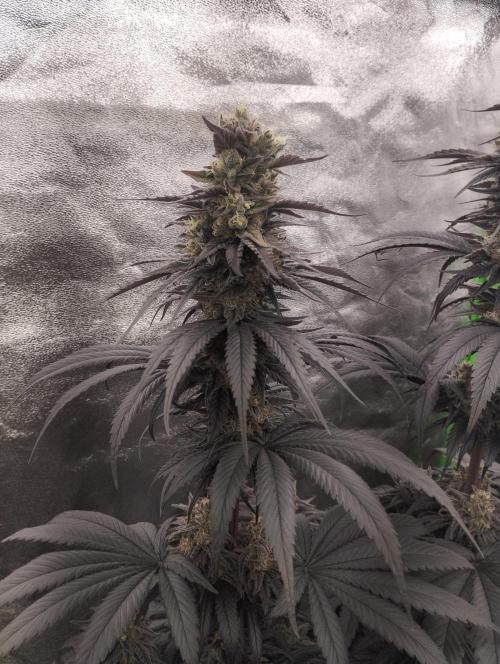 Bruce Lemon Diesel - SSSC. Week 11