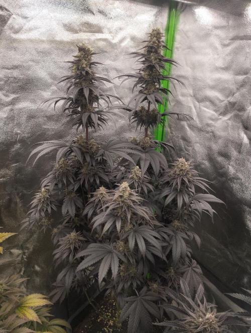 Bruce Lemon Diesel - SSSC. Week 11