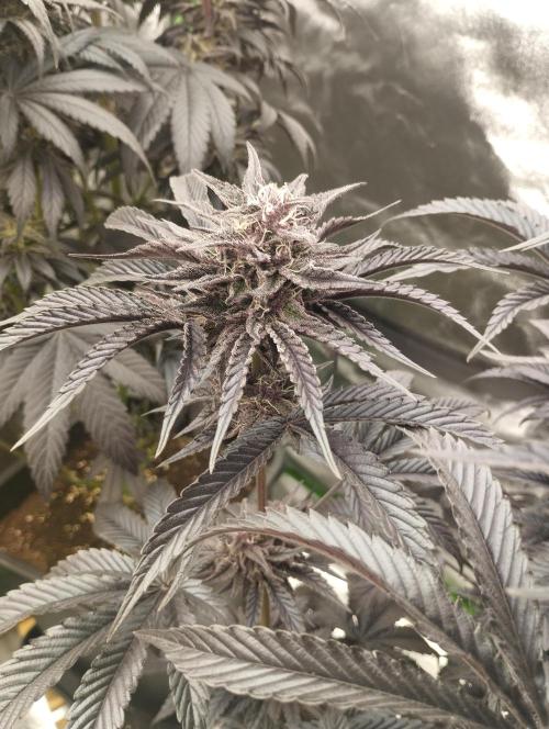 Bruce Lemon Diesel - SSSC. Week 11