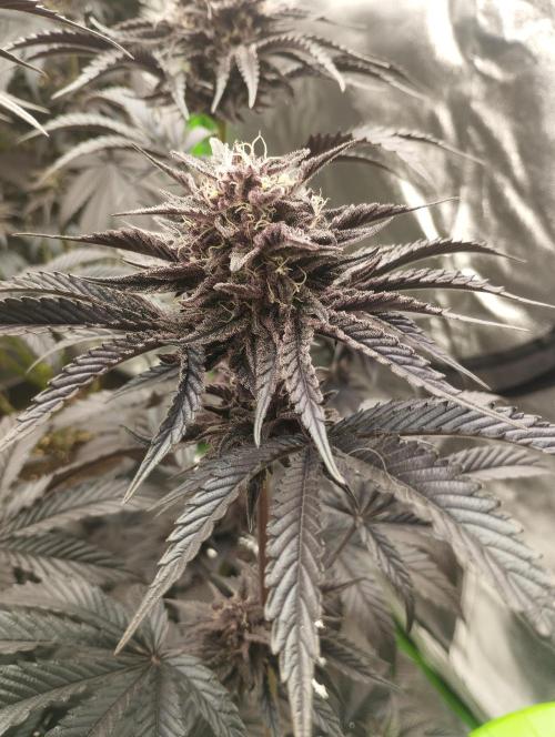 Bruce Lemon Diesel - SSSC. Week 11