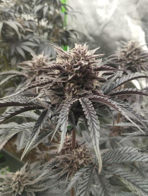 Bruce Lemon Diesel - SSSC. Week 11