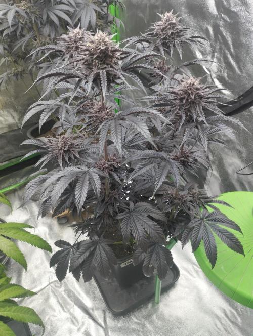 Bruce Lemon Diesel - SSSC. Week 11