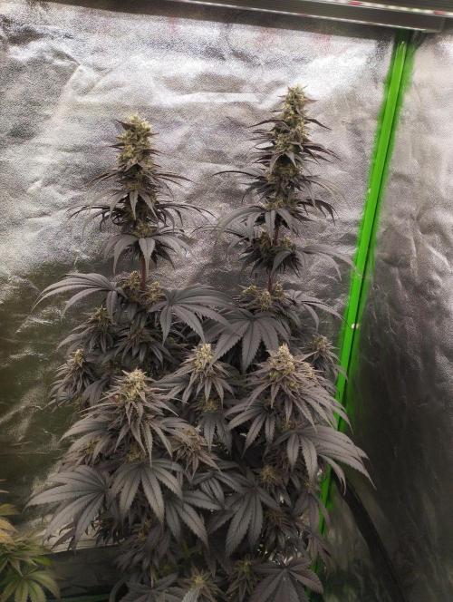 Bruce Lemon Diesel - SSSC. Week 11