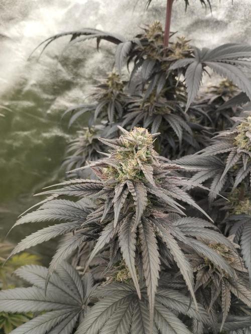 Bruce Lemon Diesel - SSSC. Week 11