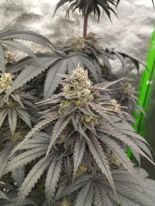 Bruce Lemon Diesel - SSSC. Week 11