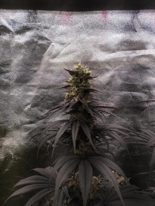 Bruce Lemon Diesel - SSSC. Week 11