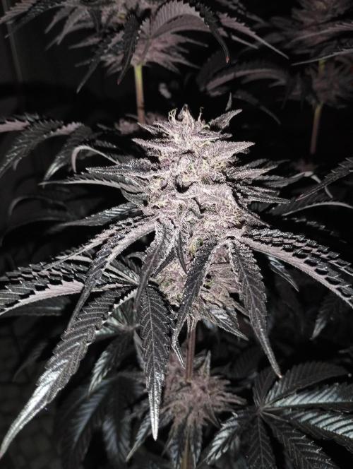 Fruit Tartare - SSSC. Week 11