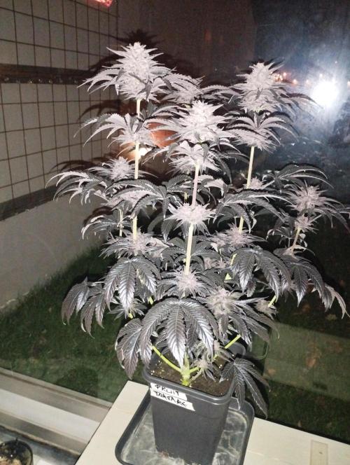 Fruit Tartare - SSSC. Week 11