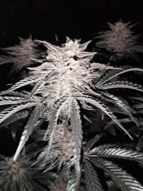 Fruit Tartare - SSSC. Week 11