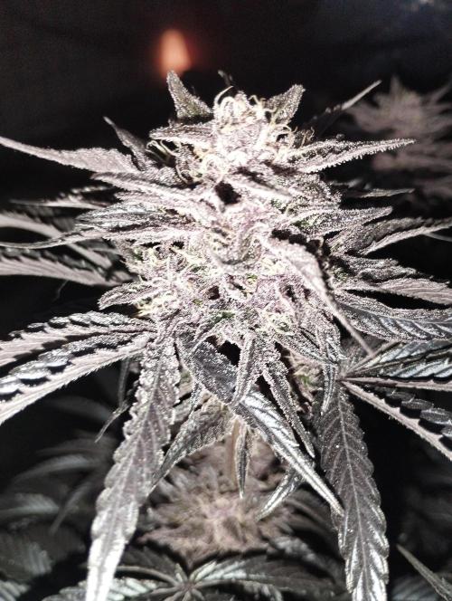 Fruit Tartare - SSSC. Week 11