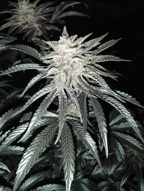 Fruit Tartare - SSSC. Week 11