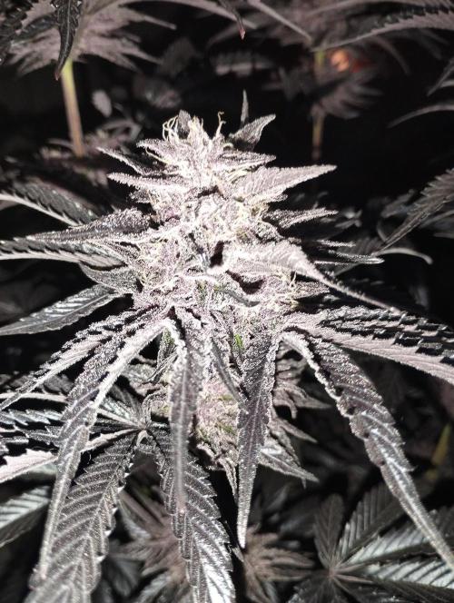 Fruit Tartare - SSSC. Week 11