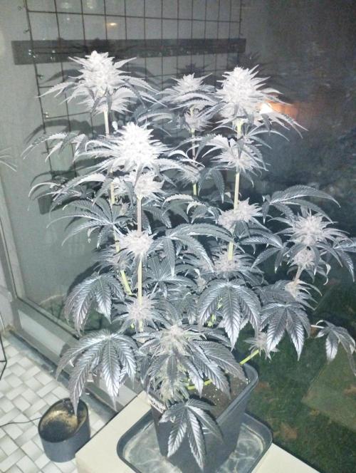 Fruit Tartare - SSSC. Week 11