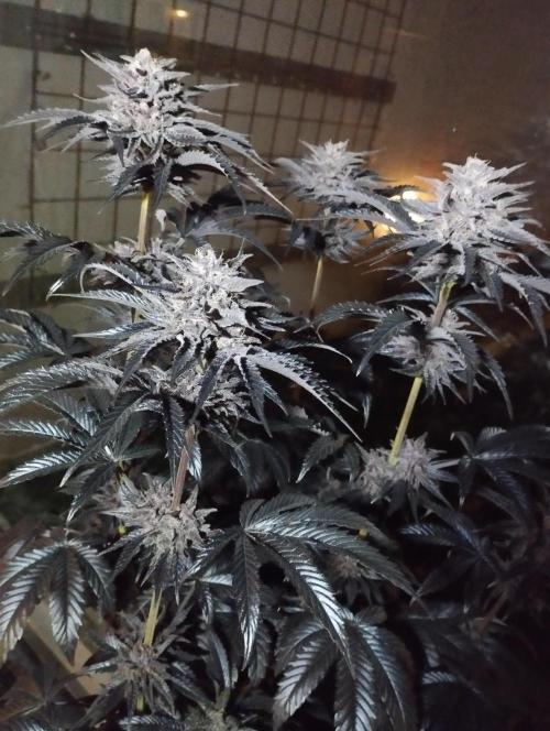 Fruit Tartare - SSSC. Week 11