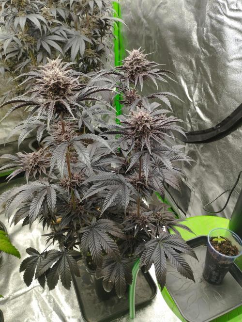 Fruit Tartare - SSSC. Week 11