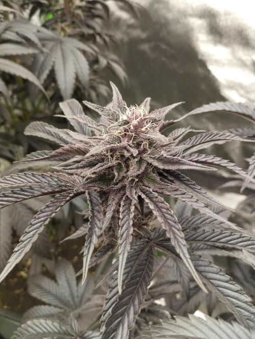 Fruit Tartare - SSSC. Week 11