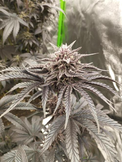 Fruit Tartare - SSSC. Week 11