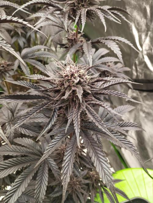 Fruit Tartare - SSSC. Week 11