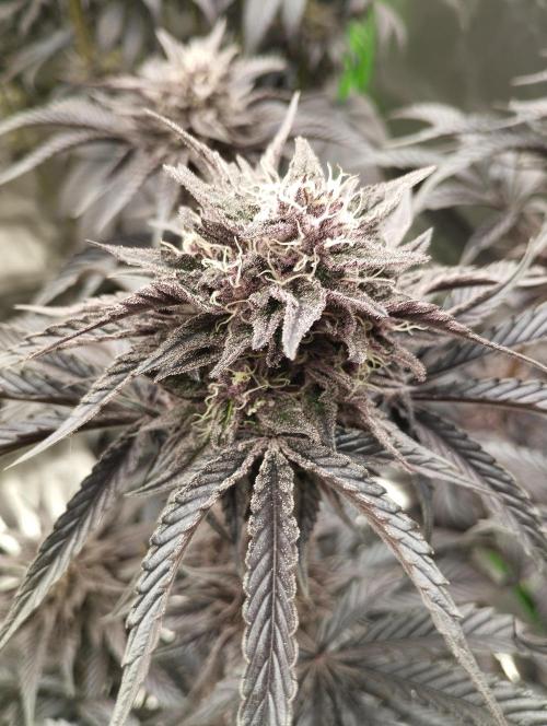 Fruit Tartare - SSSC. Week 11