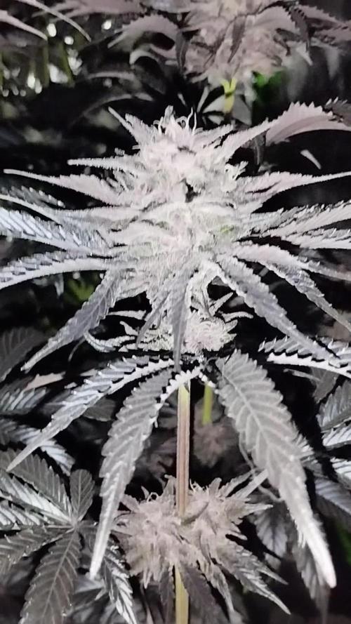 Sour Fruit Tartare - Dutch Passion