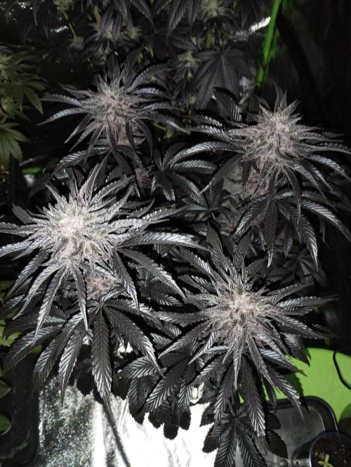 Fruit Tartare - SSSC. Week 11