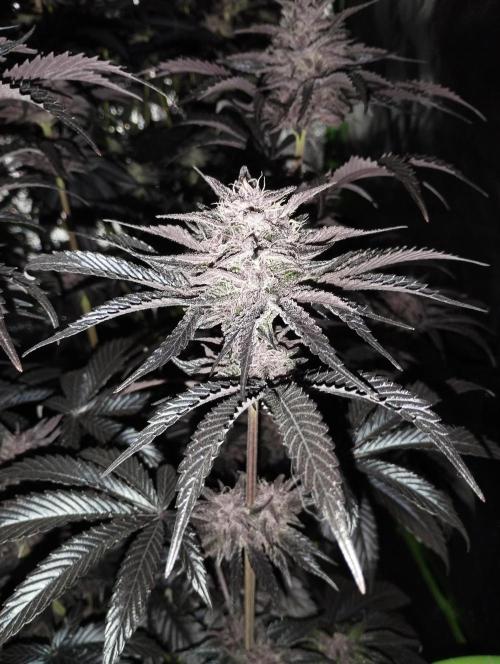 Fruit Tartare - SSSC. Week 11