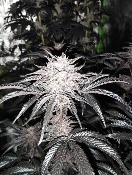 Fruit Tartare - SSSC. Week 11