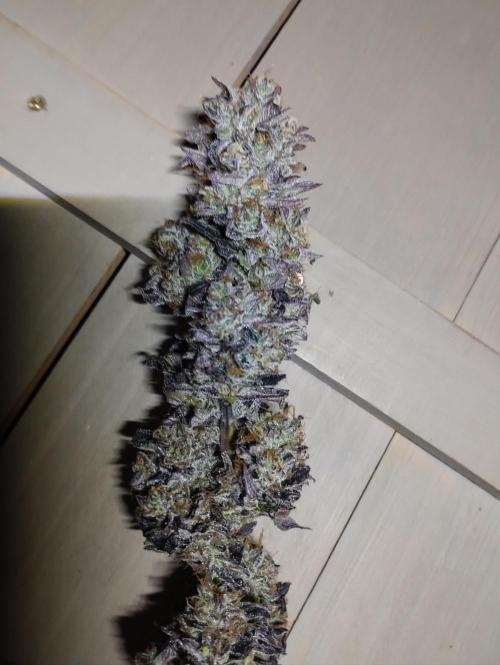 Bruce Lemon Diesel - SSSC. Week 12