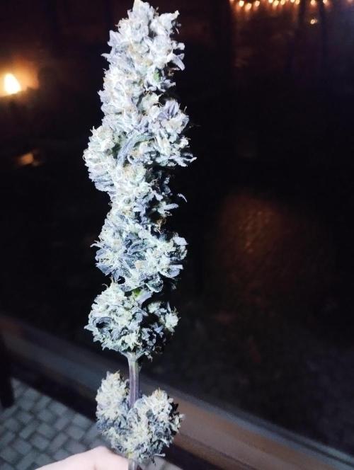 Bruce Lemon Diesel - SSSC. Week 12