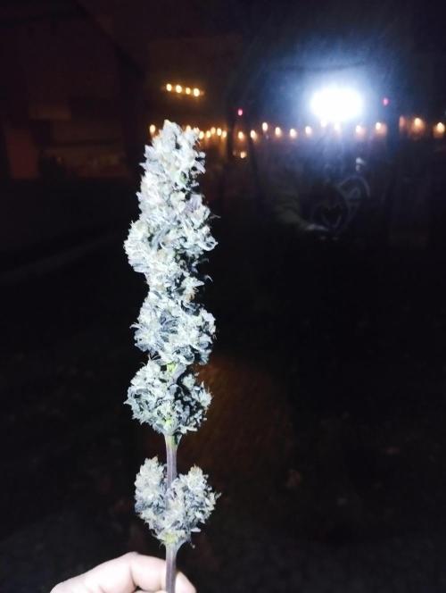 Bruce Lemon Diesel - SSSC. Week 12